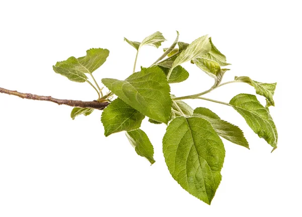 Um ramo de uma macieira com folhas verdes. Isolado em branco b — Fotografia de Stock