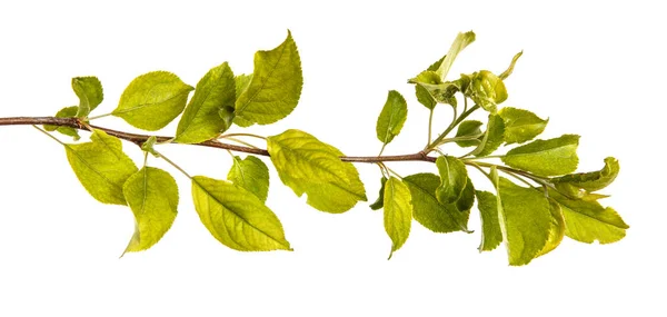 Um ramo de uma macieira com folhas verdes. Isolado em branco b — Fotografia de Stock