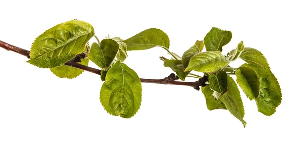 Een tak van een appelboom die met groene bladeren. Geïsoleerd op witte b — Stockfoto