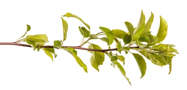 Um ramo de uma macieira com folhas verdes. Isolado em branco b — Fotografia de Stock