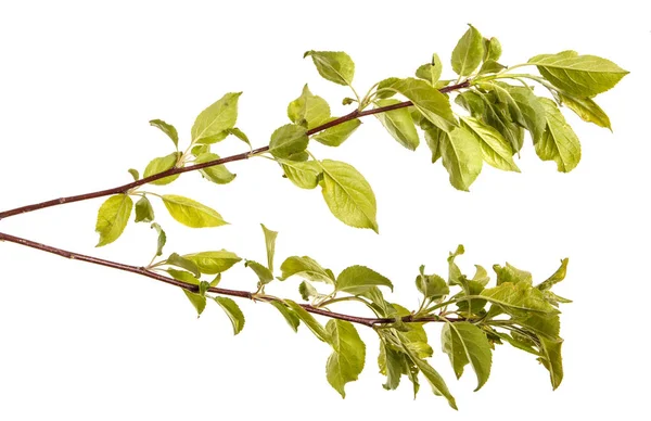 Um ramo de uma macieira com folhas verdes. Isolado em branco b — Fotografia de Stock