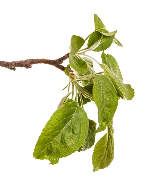 A branch of an apple tree with green leaves. Isolated on white b — Stock Photo, Image