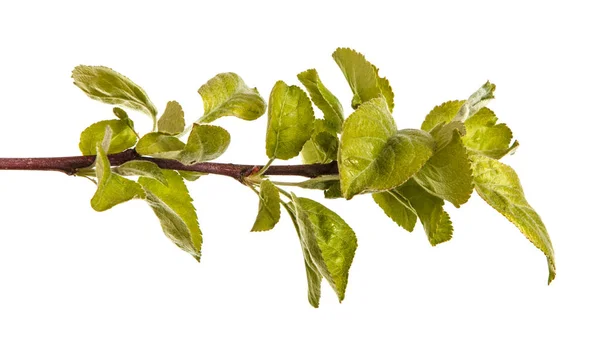 A branch of an apple tree with green leaves. Isolated on white b — Stock Photo, Image