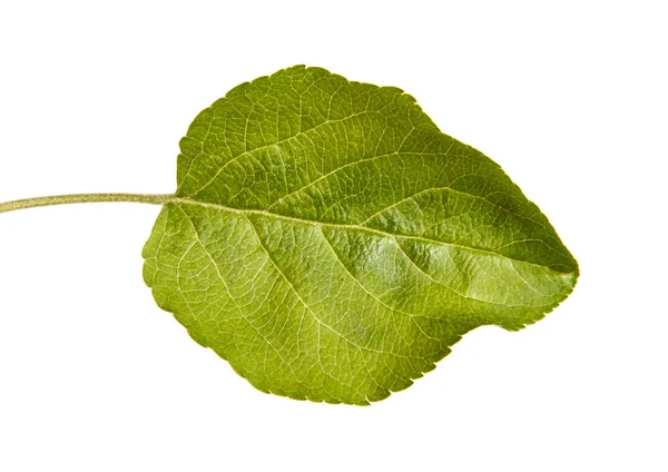 사과 나무의의 한 잎 흰색 배경에 고립 — 스톡 사진