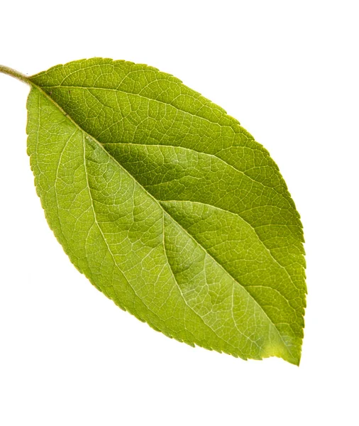 One leaf of an apple tree. Isolated on white background — Stock Photo, Image