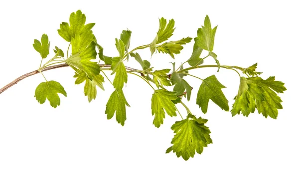 Um ramo de um arbusto de passa de Corinto com folhas verdes jovens. Isolado em — Fotografia de Stock