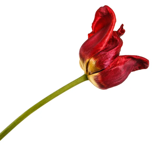 Des bourgeons fanés de tulipes rouges. Isolé sur fond blanc — Photo