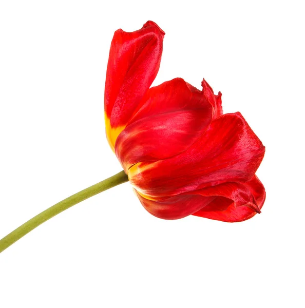 Brotes descoloridos de tulipanes rojos. Aislado sobre fondo blanco —  Fotos de Stock