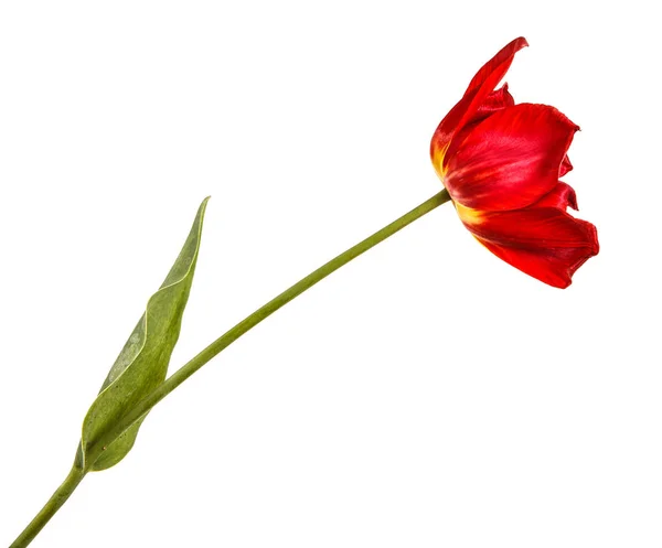 Vybledlé pupenů červené tulipány. Izolované na bílém pozadí — Stock fotografie