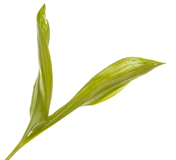 Groene blaadjes van de bloemen van de lelie van de vallei. Geïsoleerd op witte ba — Stockfoto