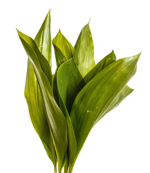 Groene blaadjes van de bloemen van de lelie van de vallei. Geïsoleerd op witte ba — Stockfoto