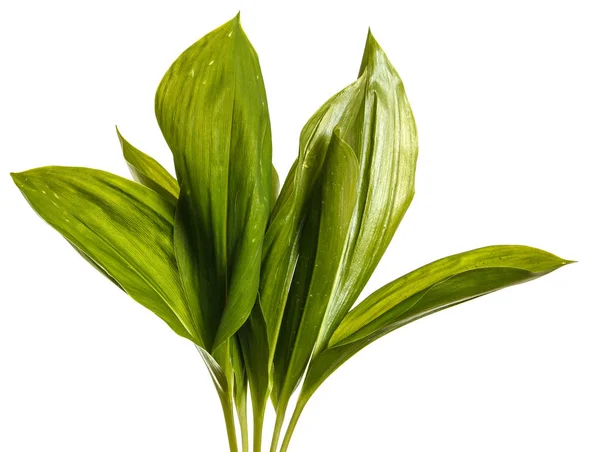 Green leaves of lily of the valley flowers. Isolated on white ba — Stock Photo, Image