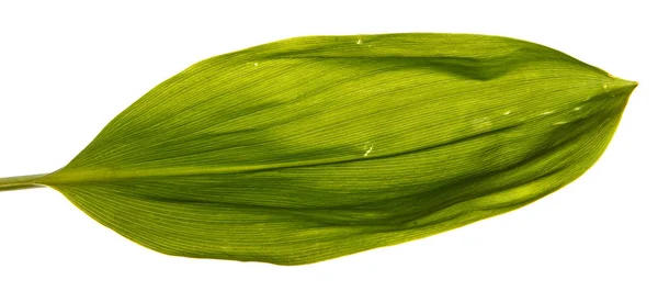 Groene blaadjes van de bloemen van de lelie van de vallei. Geïsoleerd op witte ba — Stockfoto