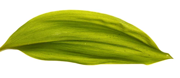 Groene blaadjes van de bloemen van de lelie van de vallei. Geïsoleerd op witte ba — Stockfoto