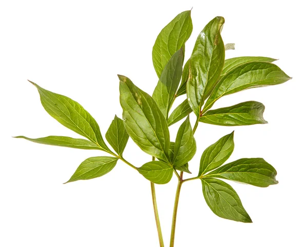 Brotes verdes de flores de peonía. Aislado sobre fondo blanco — Foto de Stock