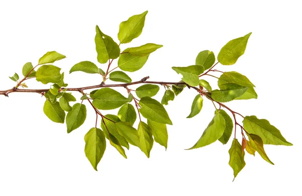 Branche d'abricot aux feuilles vertes isolées sur fond blanc — Photo