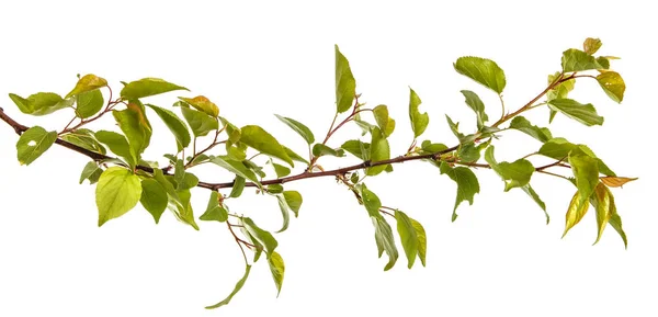 Гілка абрикосового дерева з зеленим листям ізольовано на білому фоні — стокове фото