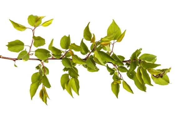 Zweig eines Aprikosenbaums mit grünen Blättern auf weißem Rücken — Stockfoto