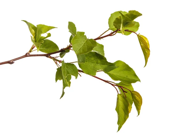 Zweig eines Aprikosenbaums mit grünen Blättern auf weißem Rücken — Stockfoto