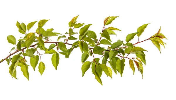 Ramo de árvore de damasco com folhas verdes isoladas em backg branco — Fotografia de Stock