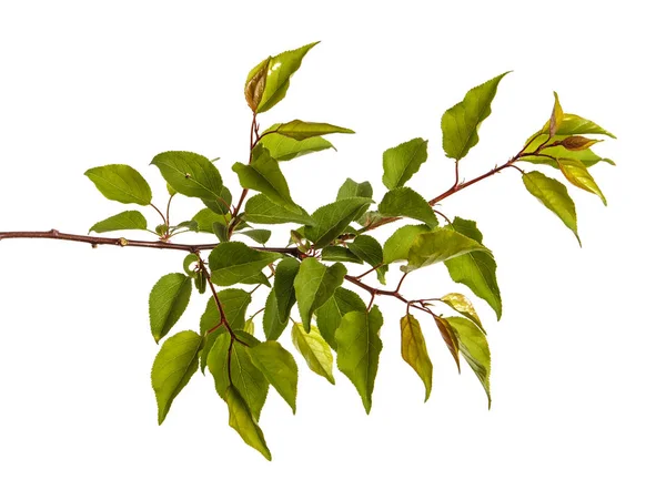 Branche d'abricot aux feuilles vertes isolées sur fond blanc — Photo