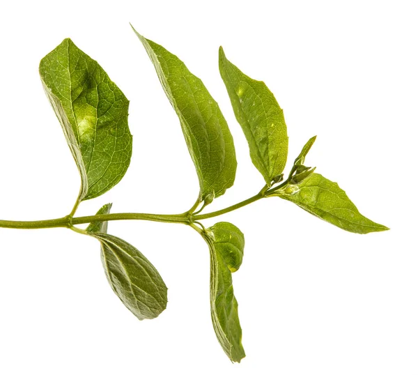 Gren av en Jasmin buske med gröna blad. Isolerad på vit ba — Stockfoto