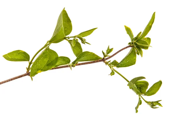 녹색 잎 재 스민 부시의 분기입니다. 흰색 바에 절연 — 스톡 사진