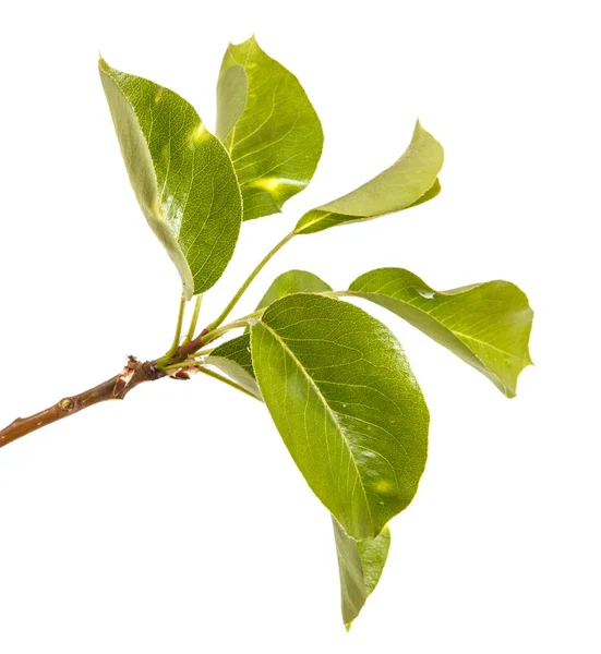 Branche de poirier aux jeunes feuilles vertes. Isolé sur blanc b — Photo