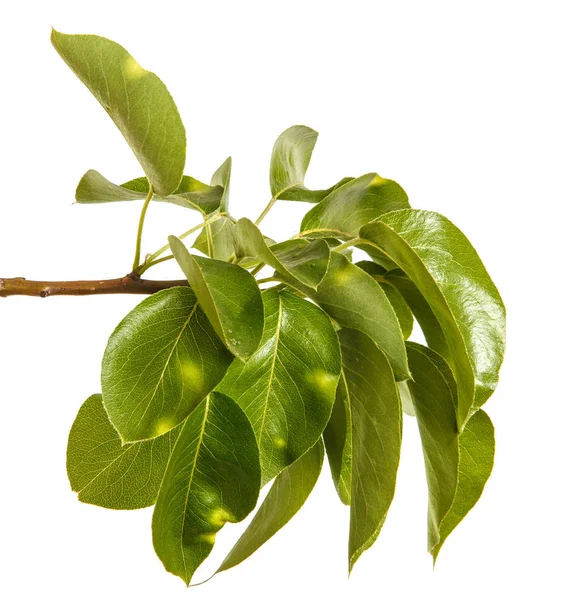 젊은 녹색 잎 배나무의 분기입니다. 화이트 b에 절연 — 스톡 사진