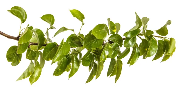 Branch of pear tree with young green leaves. Isolated on white b — Stock Photo, Image