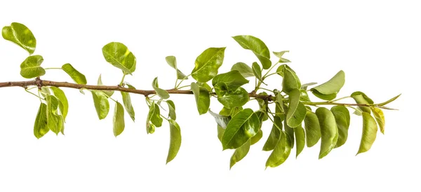 Ramo de árvore de pêra com folhas verdes jovens. Isolado em branco b — Fotografia de Stock
