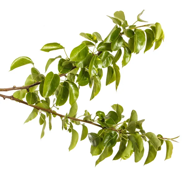 Branch of pear tree with young green leaves. Isolated on white b — Stock Photo, Image