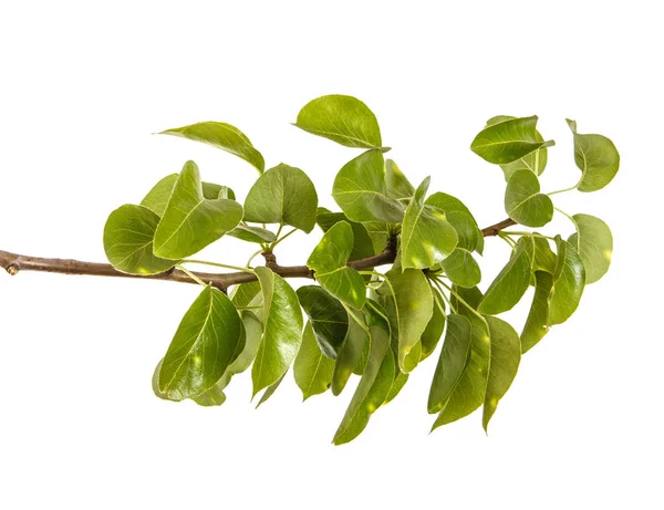 젊은 녹색 잎 배나무의 분기입니다. 화이트 b에 절연 — 스톡 사진