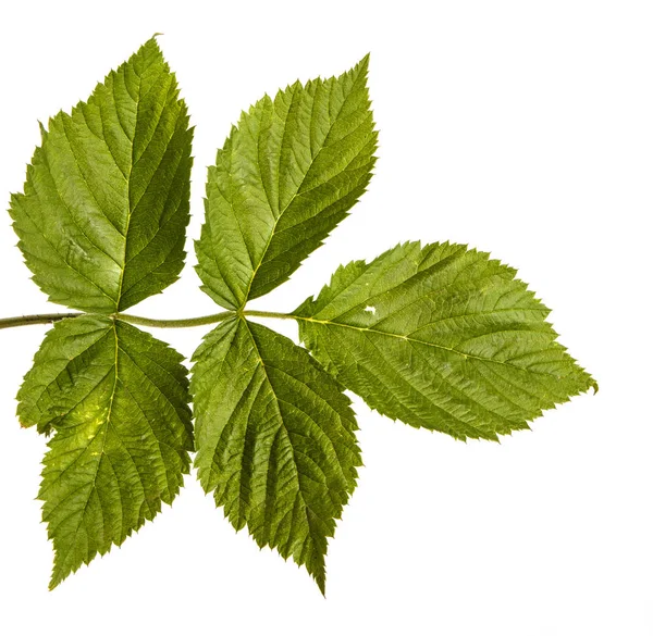 Brote de frambuesa verde joven con hojas verdes. Aislado en el blanco — Foto de Stock