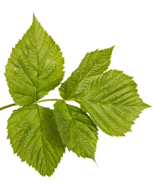 Brote de frambuesa verde joven con hojas verdes. Aislado en el blanco — Foto de Stock