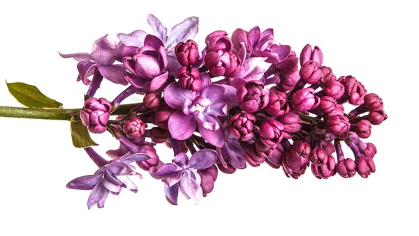 Kvete fialovými květy. Izolované na bílém pozadí — Stock fotografie