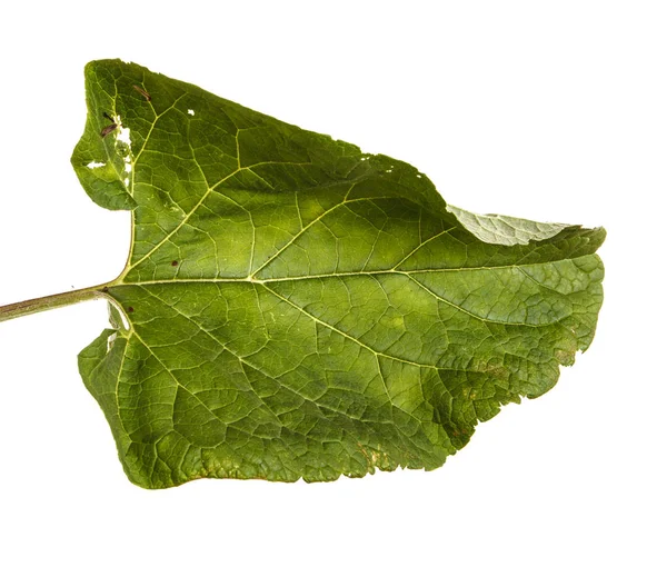 Green leaves of burdock spoiled on white background — Stock Photo, Image