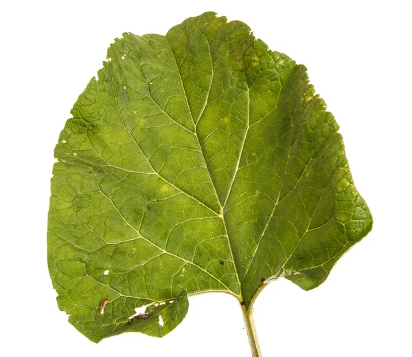 Feuilles vertes de bardane gâtées sur fond blanc — Photo