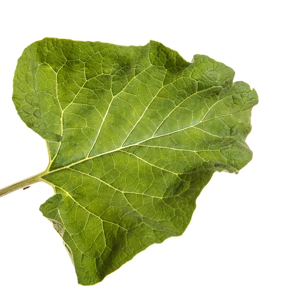 Зелене листя лопуха зіпсовано на білому тлі — стокове фото