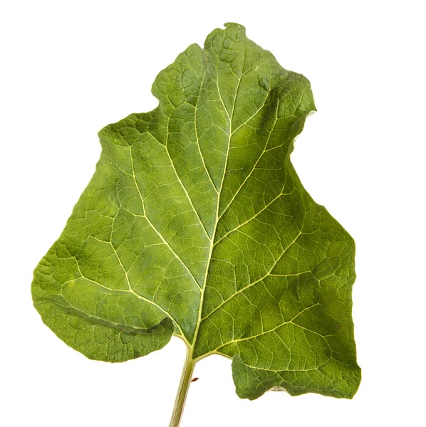 Green leaves of burdock spoiled on white background — Stock Photo, Image