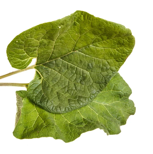 Feuilles vertes de bardane gâtées sur fond blanc — Photo