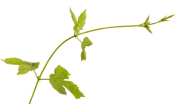 ホップの緑の芽。白い背景に分離 — ストック写真