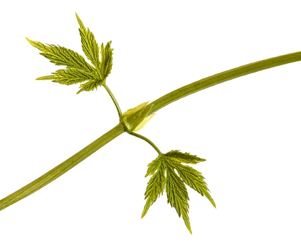 Grüne Sprossen des Hopfens. isoliert auf weißem Hintergrund — Stockfoto