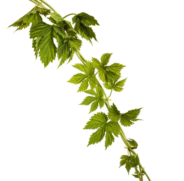 Broto verde de lúpulo. Isolado sobre fundo branco — Fotografia de Stock