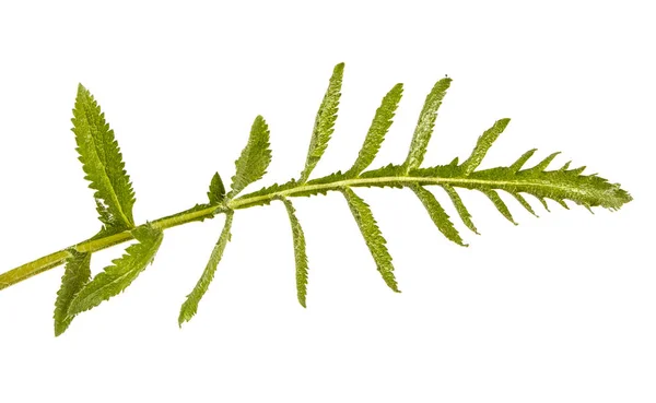 Πράσινα φύλλα παπαρούνες. Απομονωμένα σε λευκό φόντο — Φωτογραφία Αρχείου