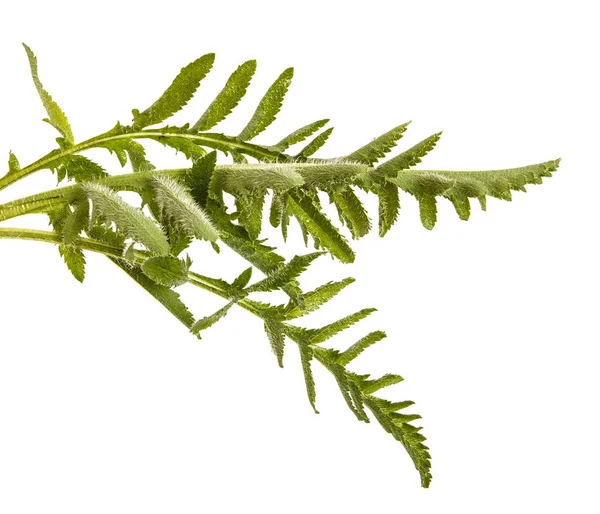 Zelené listy z makovic. Izolované na bílém pozadí — Stock fotografie