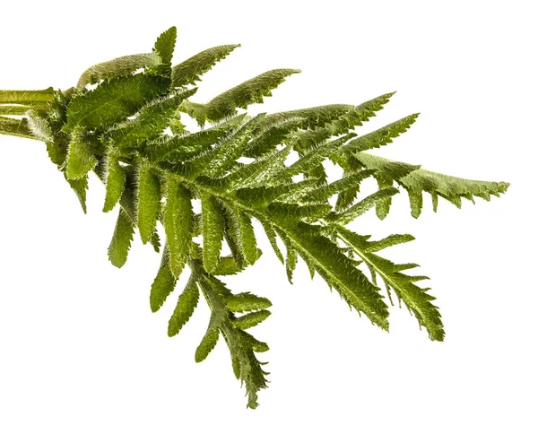 Hojas verdes de amapolas. Aislado sobre fondo blanco — Foto de Stock