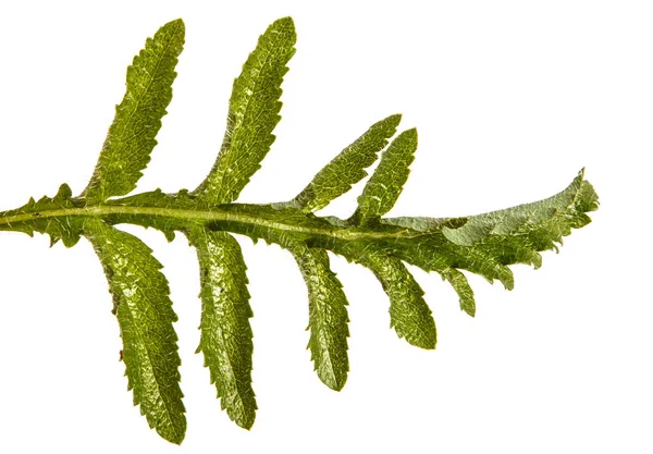 Gröna blad av vallmo. Isolerad på vit bakgrund — Stockfoto