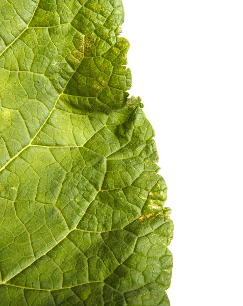 Parte Folhas verdes de bardana estragada no fundo branco — Fotografia de Stock