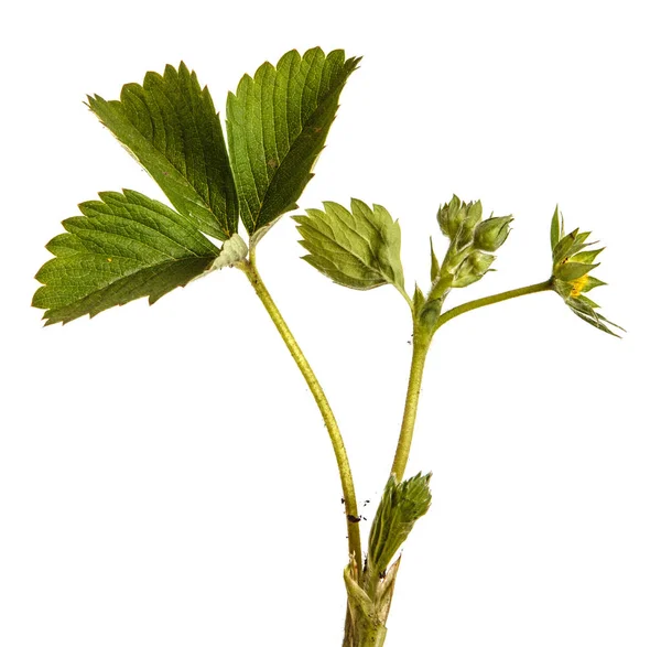 Folhas de morango verde. Isolado sobre fundo branco — Fotografia de Stock